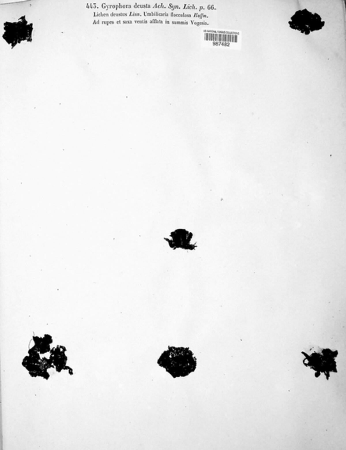 Gyrophora deusta image